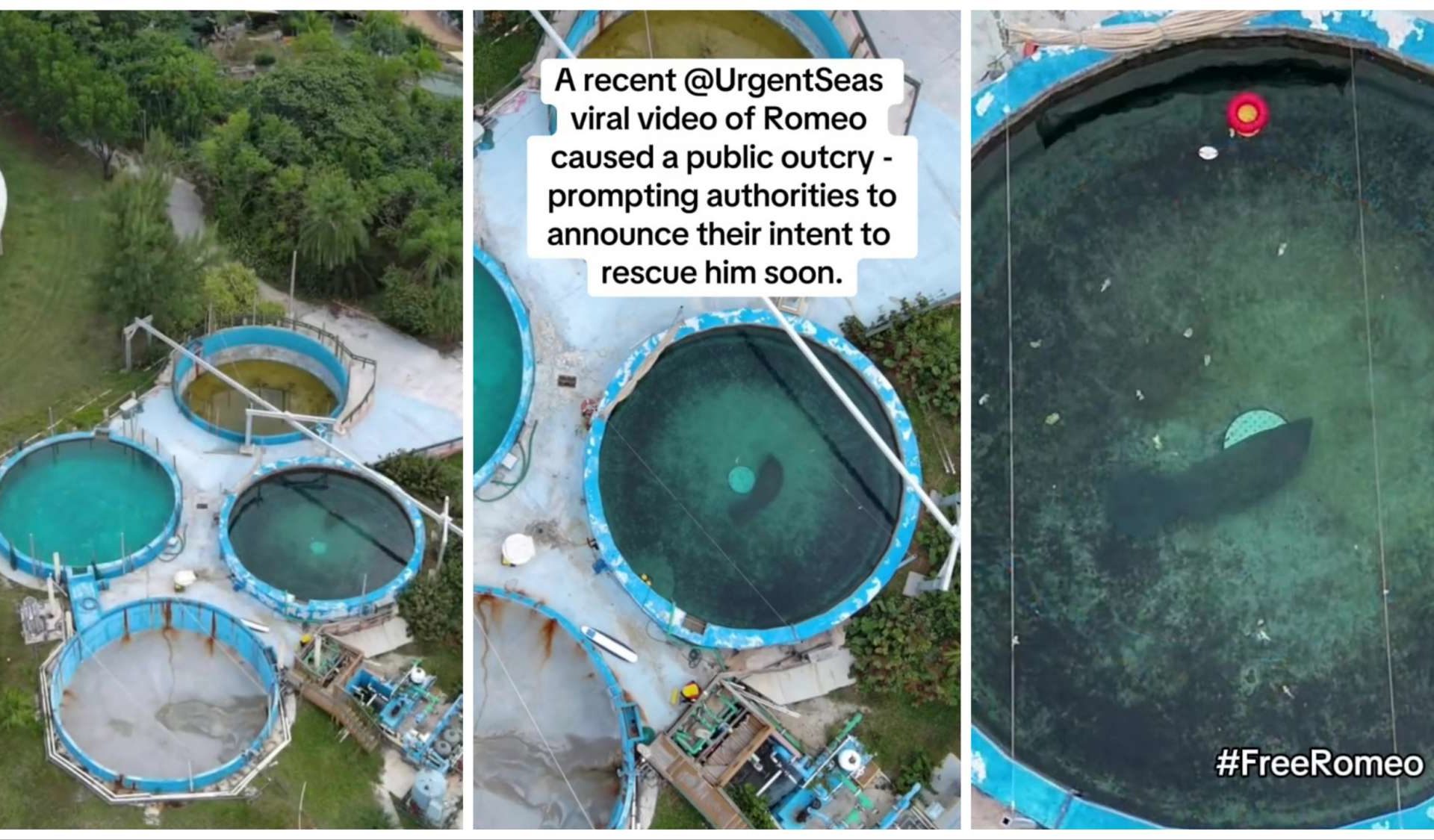 Il lamantino più triste del mondo, dopo 67 anni in una piscina verso la libertà