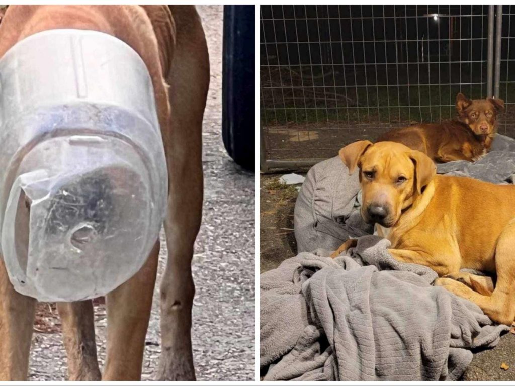 Cane con la testa nella bottiglia salvato da un'animalista
