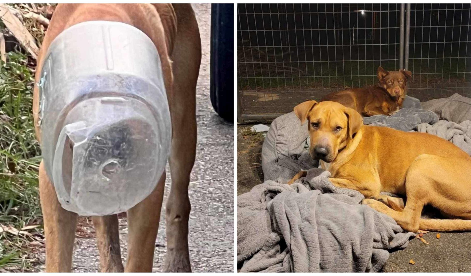 Cane con la testa nella bottiglia salvato da un'animalista
