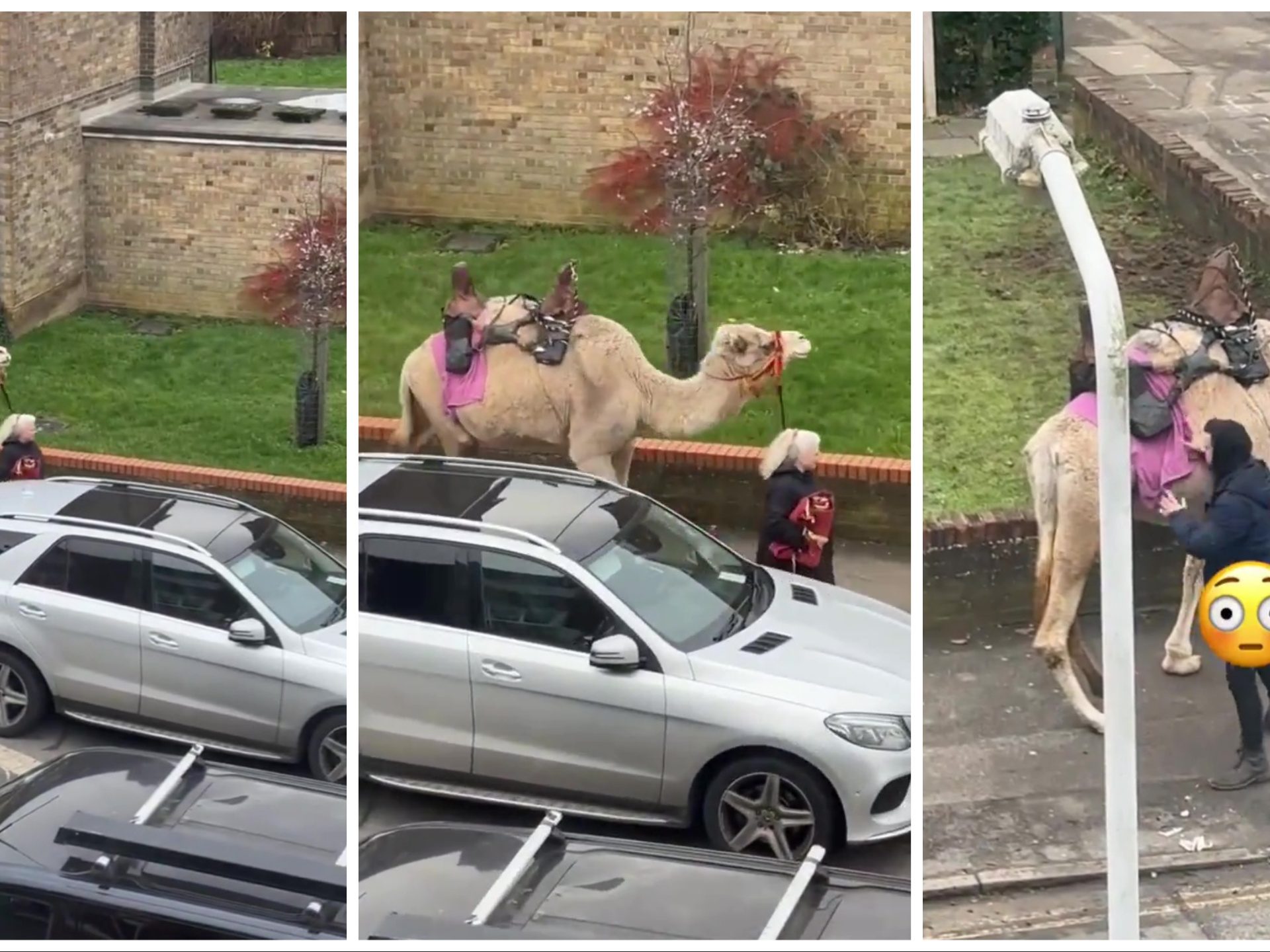 Donna porta a spasso un cammello: incredibile avvistamento in centro città