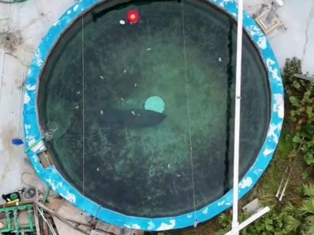 Il lamantino più triste del mondo, dopo 67 anni in una piscina verso la libertà