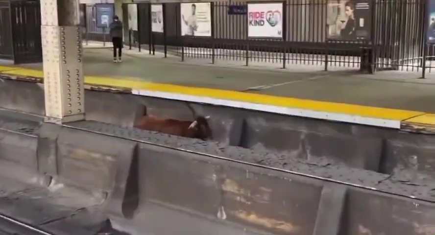 Toro fugge dal mattatoio e va a prendere la metro: pendolari bloccati