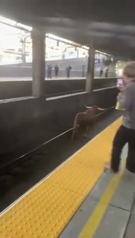 Toro fugge dal mattatoio e va a prendere la metro: pendolari bloccati