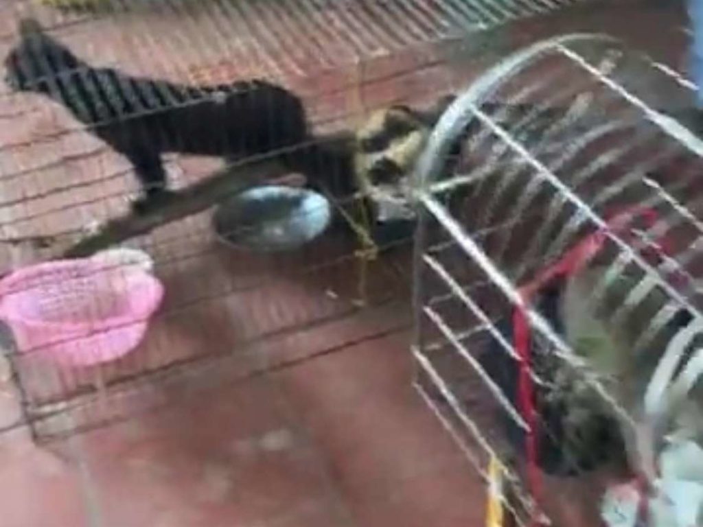 Animalisti chiudono ristorante che serviva zuppa di gatto