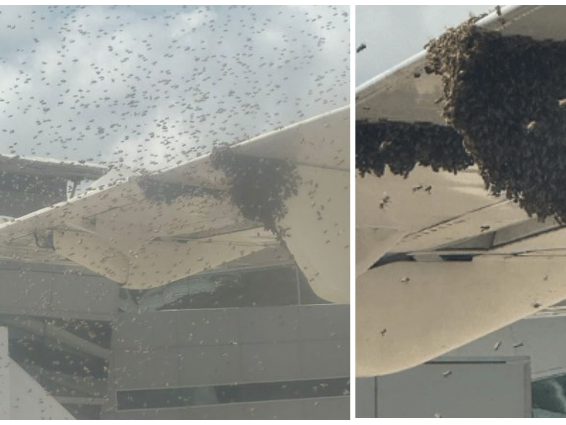 Sciame di api tiene in ostaggio un aereo: fermo un'ora in pista
