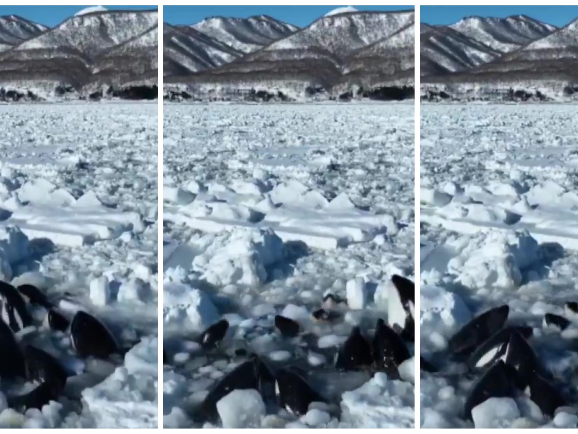 Orche intrappolate nel ghiaccio: nessuno può intervenire, lo straziante video