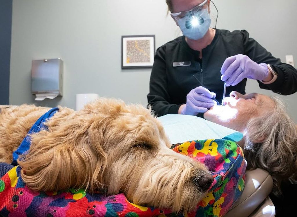 Dentista "anestetizza" pazienti usando un cane: riduce l'ansia