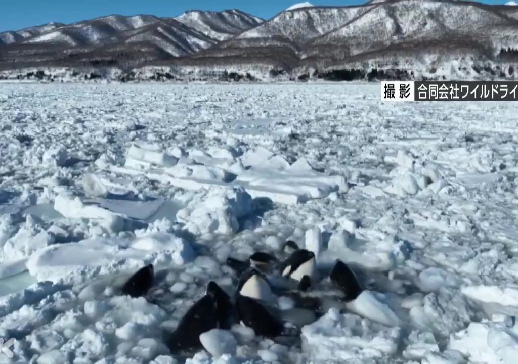 Orche intrappolate nel ghiaccio: nessuno può intervenire, lo straziante video