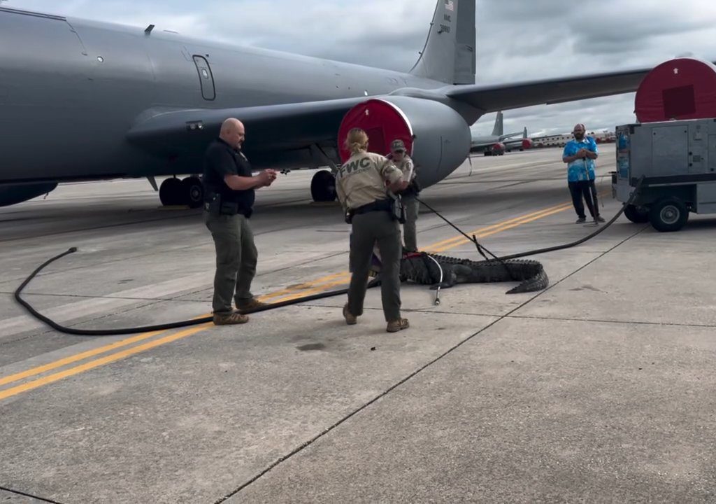 Alligatore blocca una Base aerea americana: si era addormentato sotto un aereo