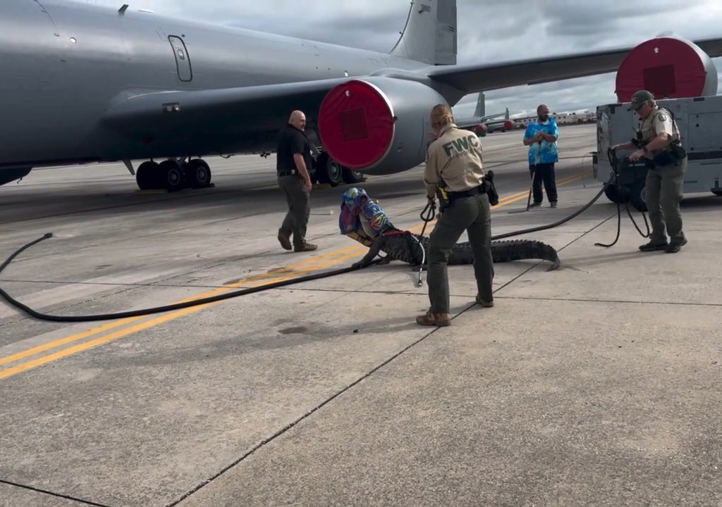 Alligatore blocca una Base aerea americana: si era addormentato sotto un aereo