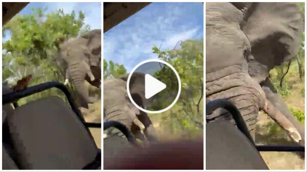 Elefante ripreso durante safari impazzisce e attacca auto un morto