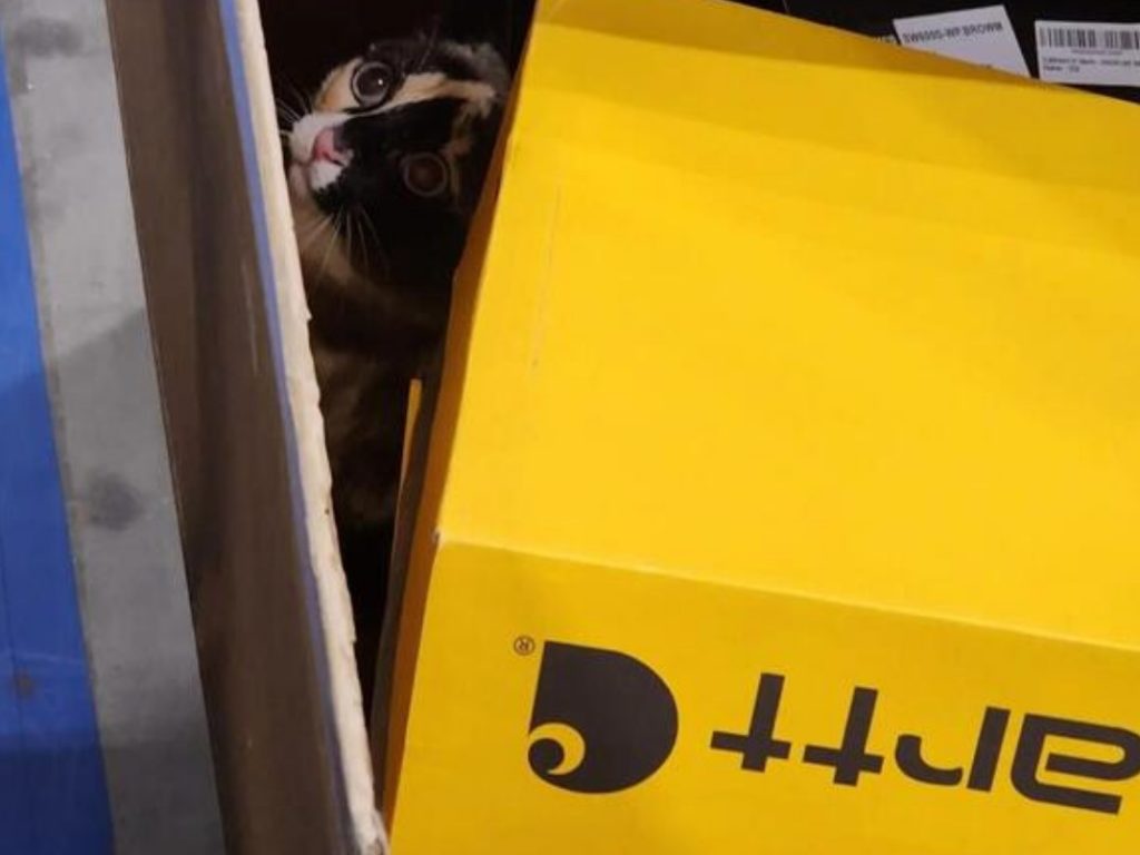 Famiglia fa reso Amazon ma il gatto va nella scatola salvo dopo una settimana