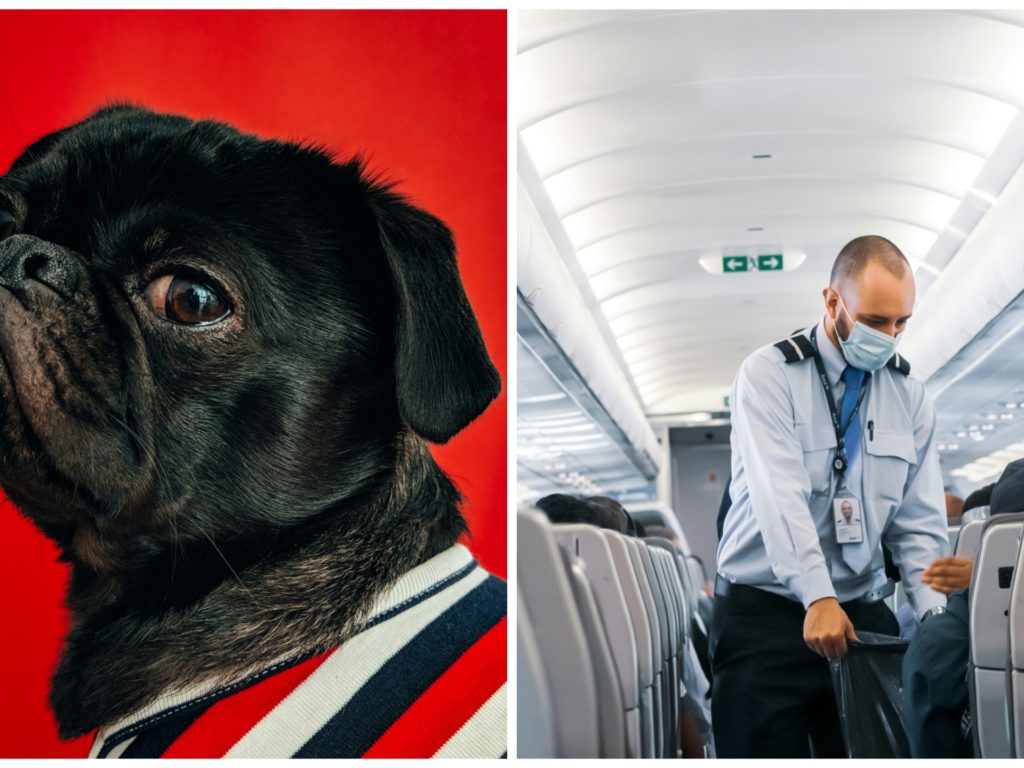 Hund kackt in der ersten Klasse, Flugzeug musste wegen Geruch landen