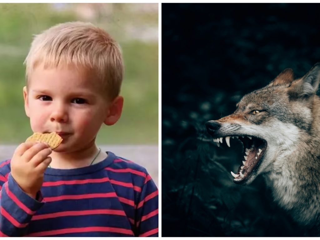 Kind von Wölfen zerfleischt: Die neueste Hypothese über den toten kleinen Jungen in den Alpen