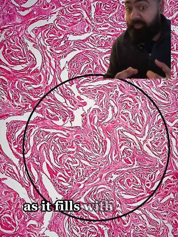 Una fetta di pene passato al microscopio: video scientifico fa il botto