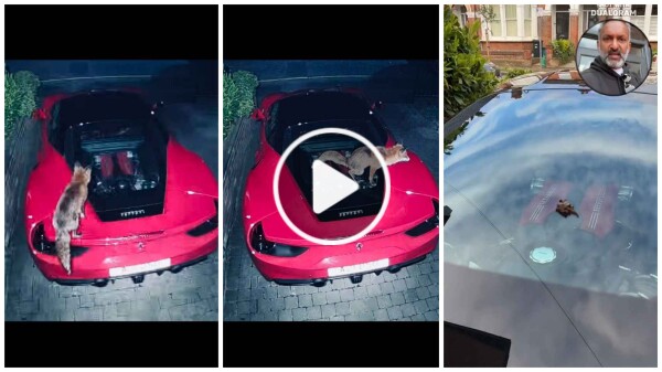 Volpe scambia una Ferrari per un water e fa la cacca sul motore il video