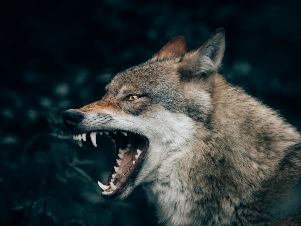Bimbo sbranato dai lupi: l'ultima ipotesi sul piccolo trovato morto sulle Alpi