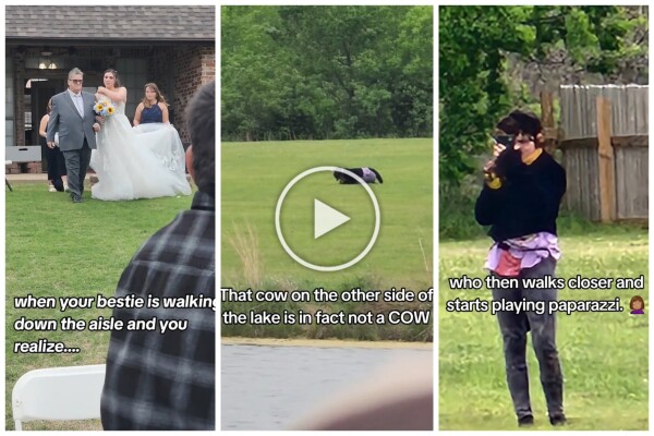 Estrellada en boda vestida de gato le roba el show a la novia: video viral