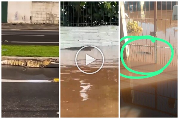 Alluvione a Porto Alegre, alligatore si aggira nelle strade sommerse dall'acqua