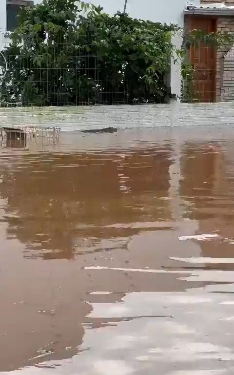 Alluvione a Porto Alegre, alligatore si aggira nelle strade sommerse dall'acqua