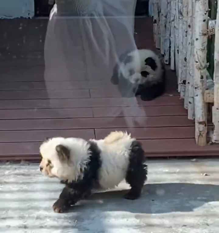 Cani travestiti da panda in uno zoo: turisti indignati