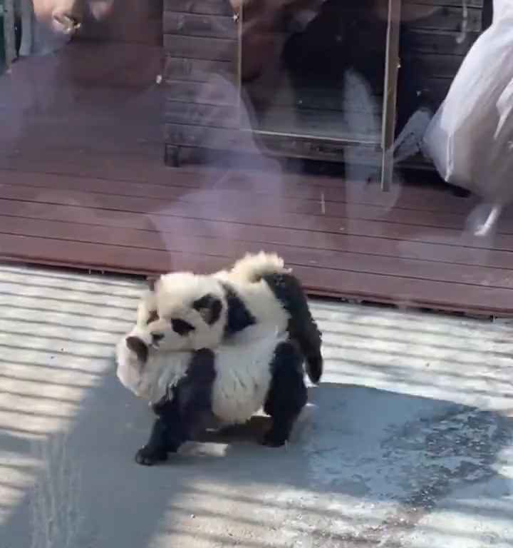 Cani travestiti da panda in uno zoo: turisti indignati