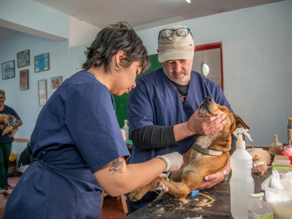 Operatori di animali (compresi infermieri veterinari e toelettatori)